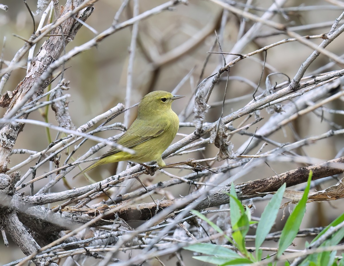 Orangefleck-Waldsänger - ML647524315