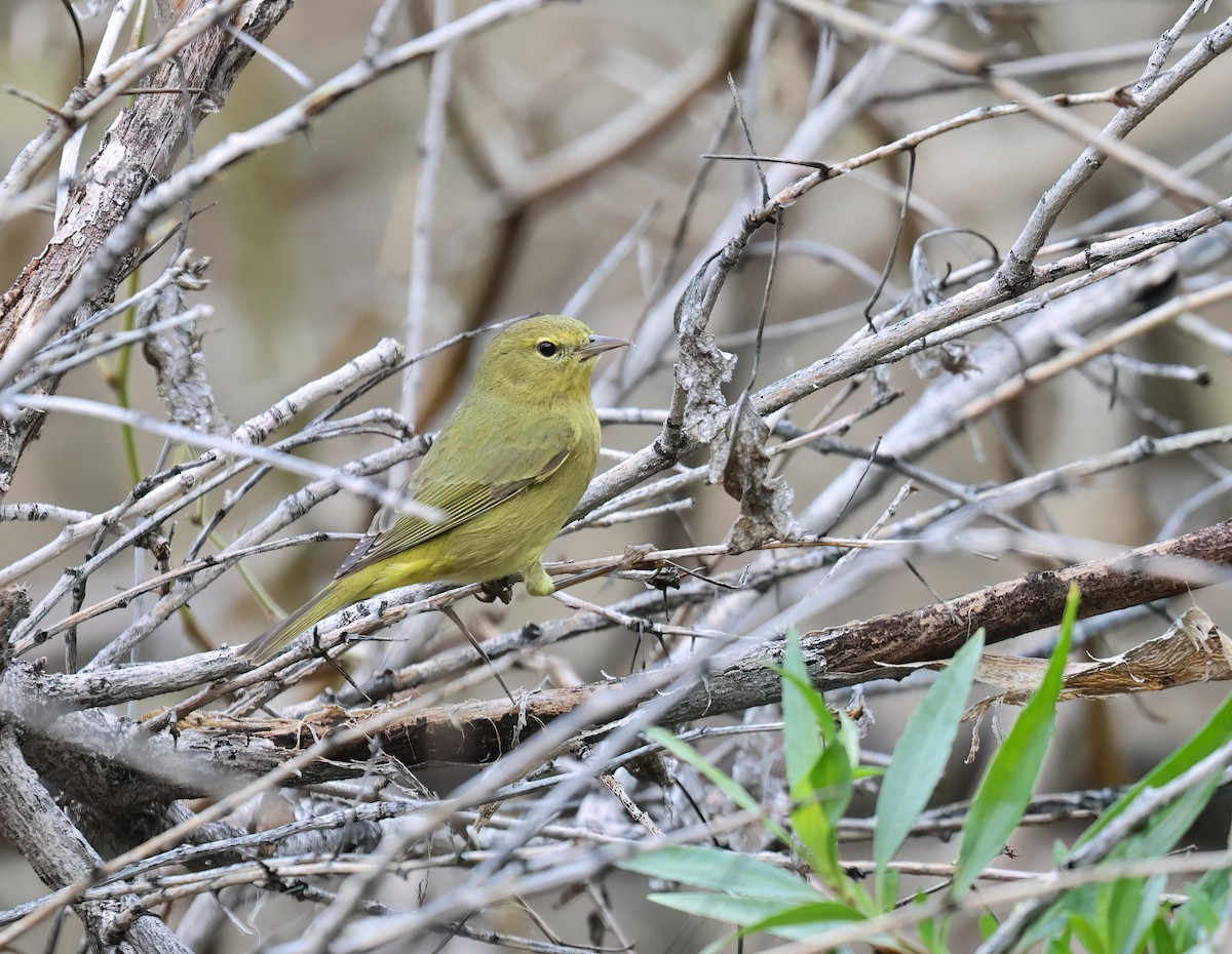 Orangefleck-Waldsänger - ML647524316