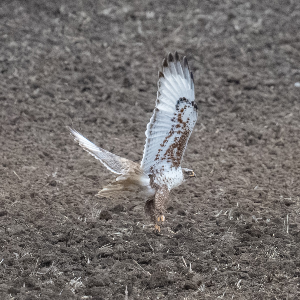 Königsbussard - ML647524319