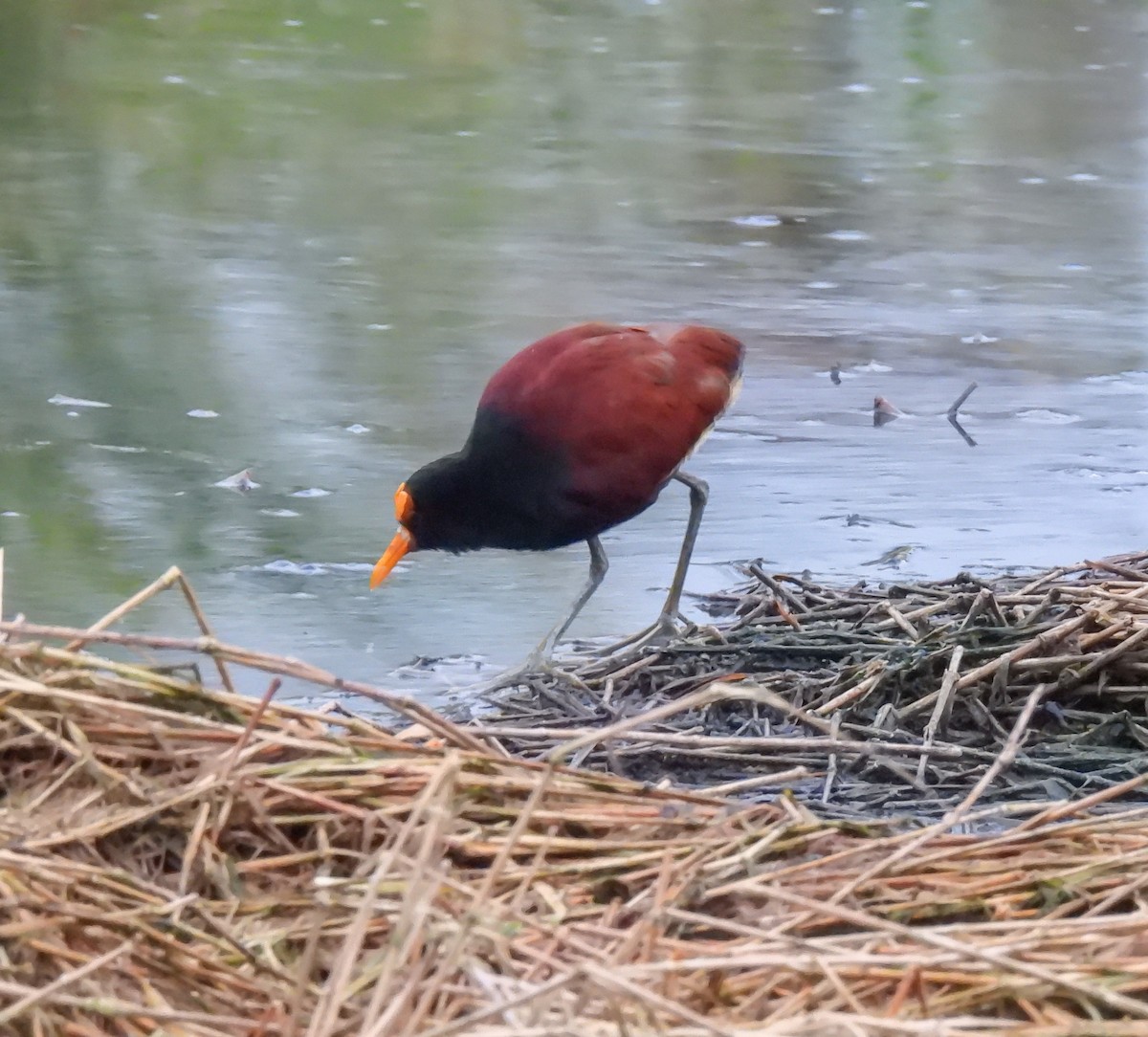 Gelbstirn-Blatthühnchen - ML647524323