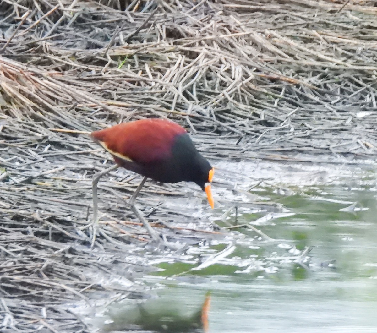 Gelbstirn-Blatthühnchen - ML647524324