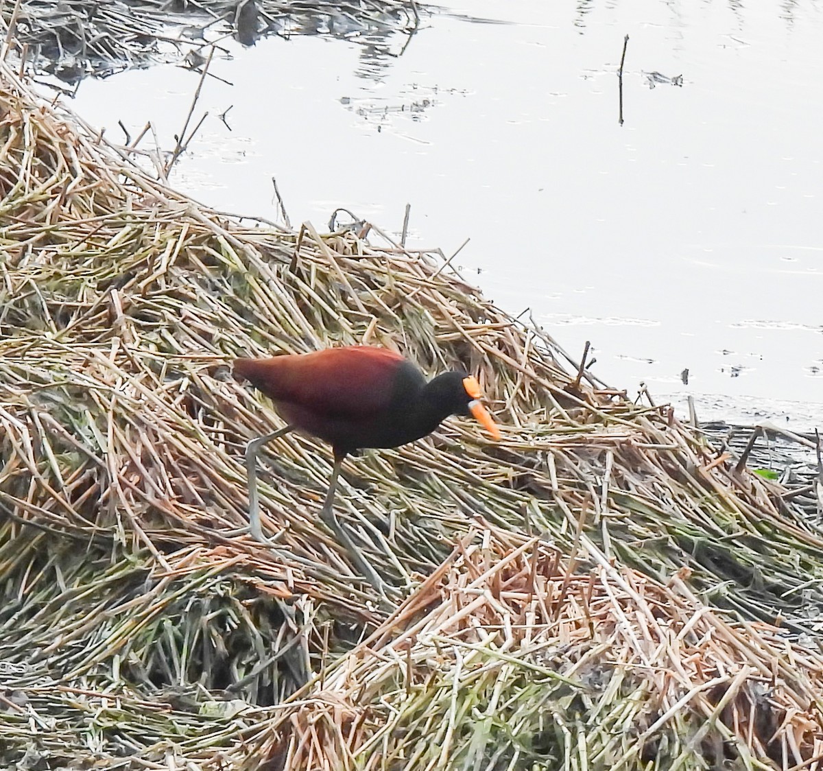 Gelbstirn-Blatthühnchen - ML647524325