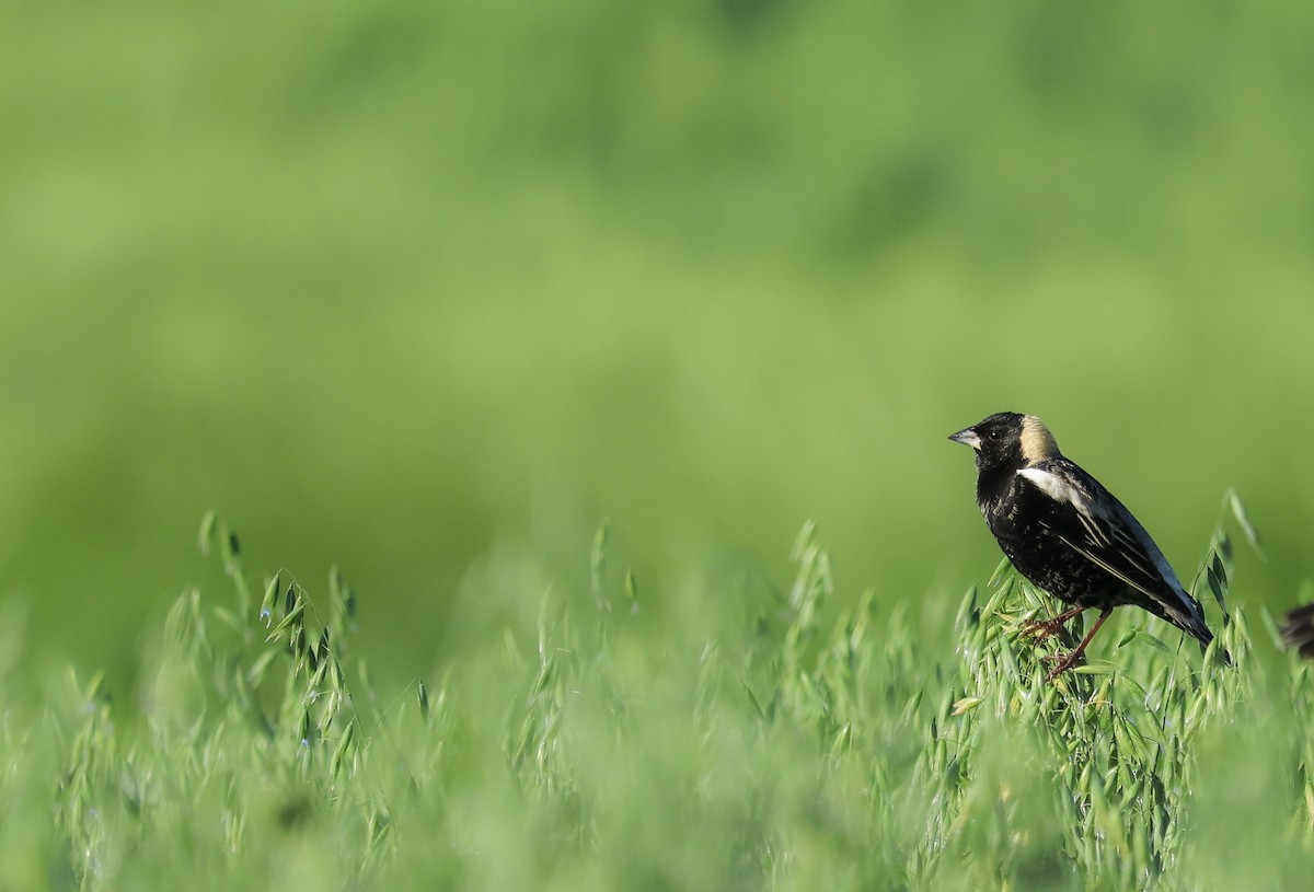 Reisstärling - ML647524326