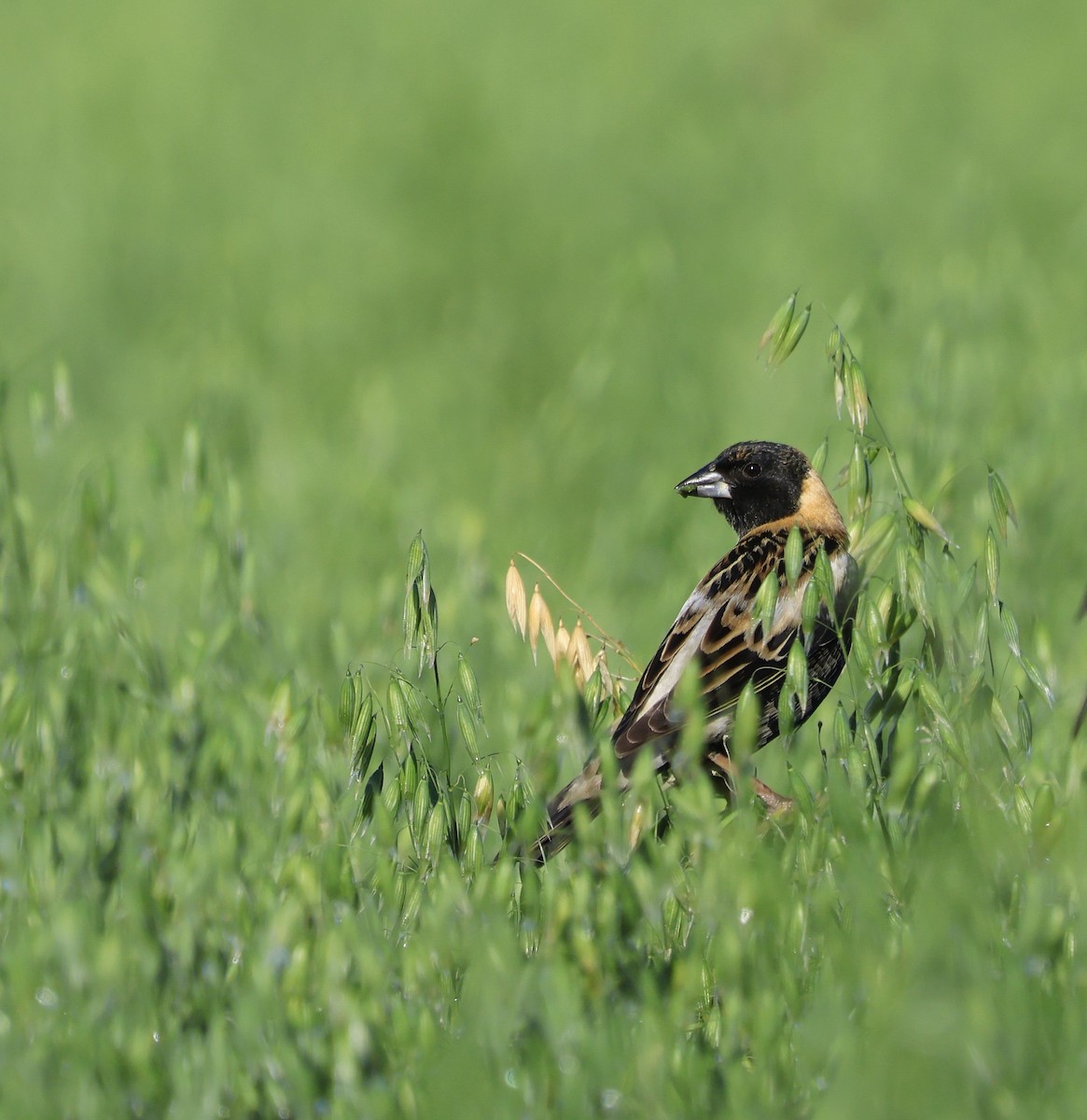 Reisstärling - ML647524327