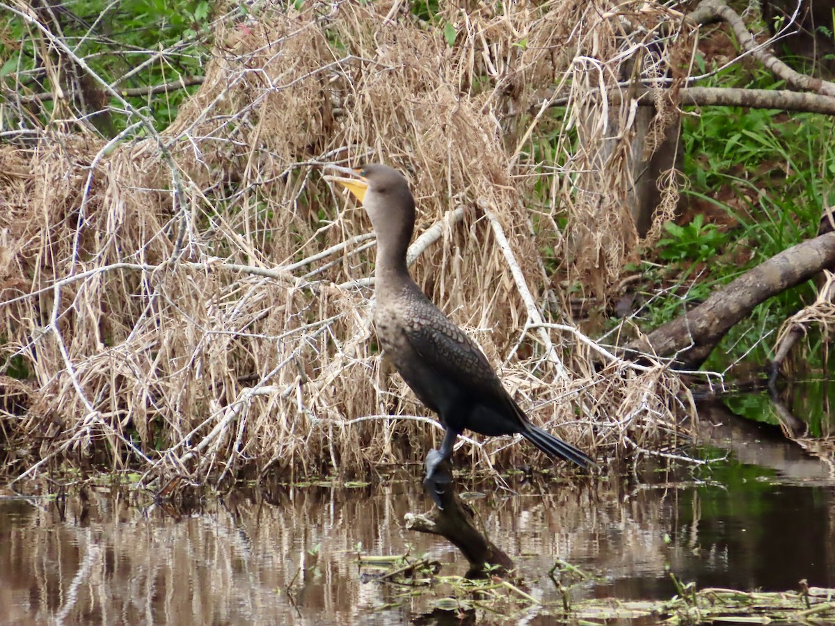 Ohrenscharbe - ML647524329