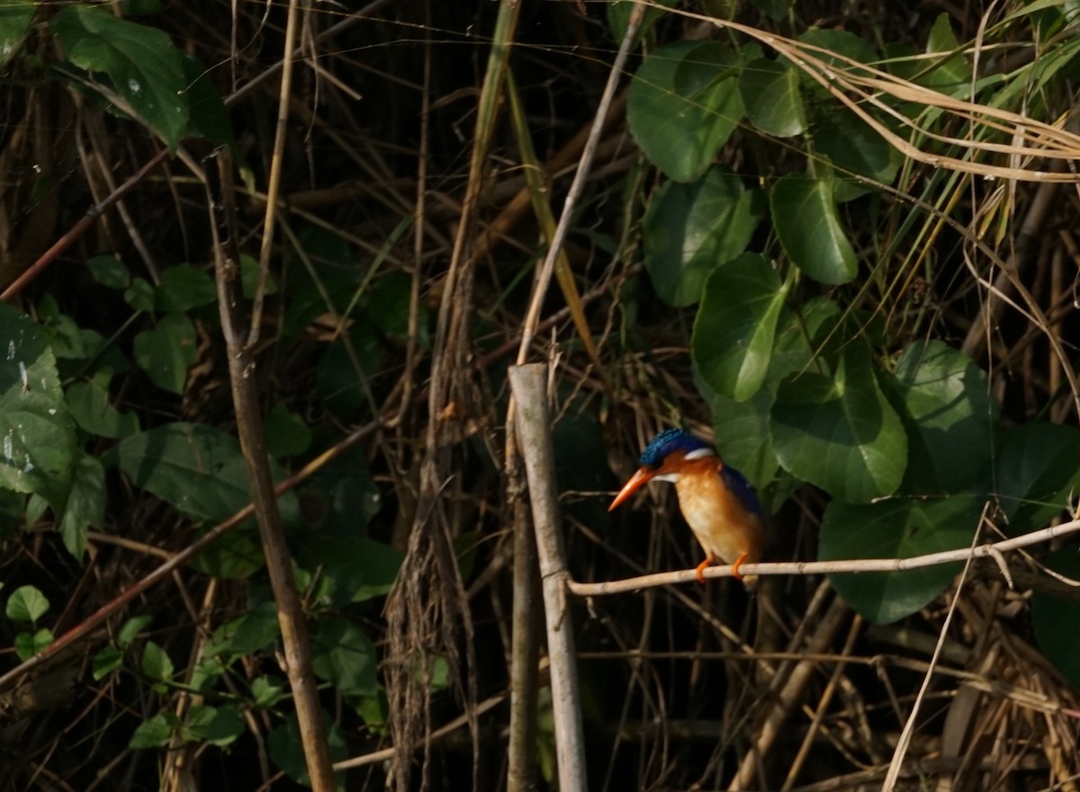 Haubenzwergfischer - ML647524330