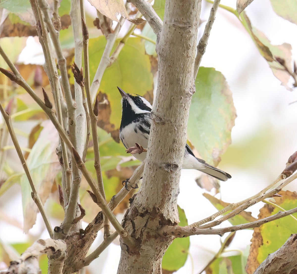 Trauerwaldsänger - ML647524333