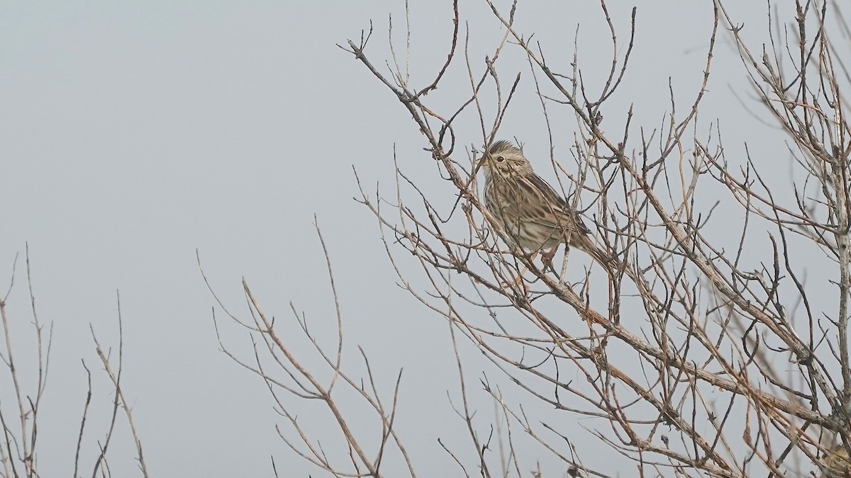 Grasammer - ML647524334