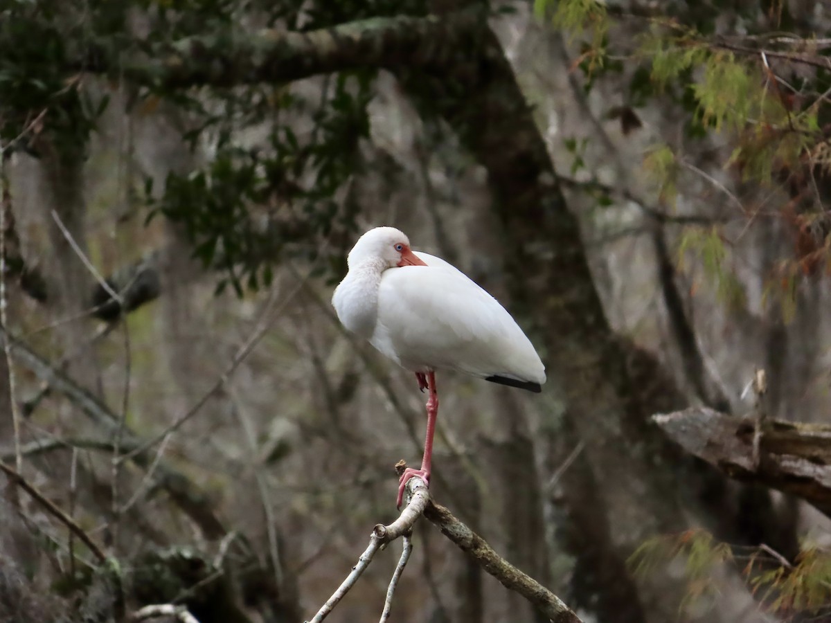 Schneesichler - ML647524335