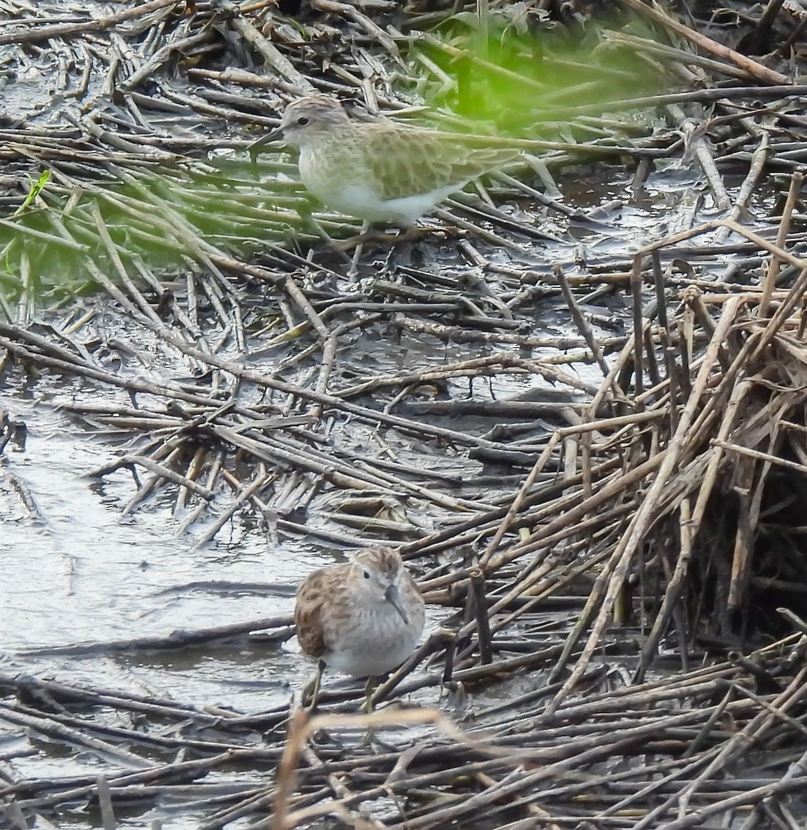 Wiesenstrandläufer - ML647524336