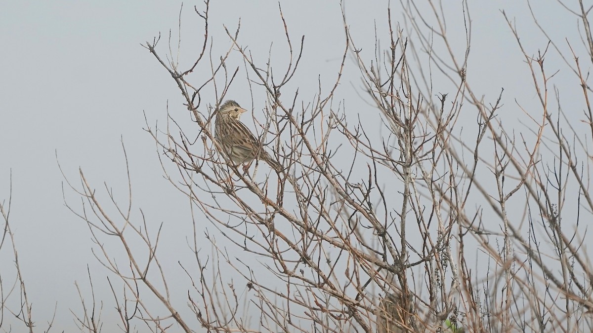 Grasammer - ML647524337