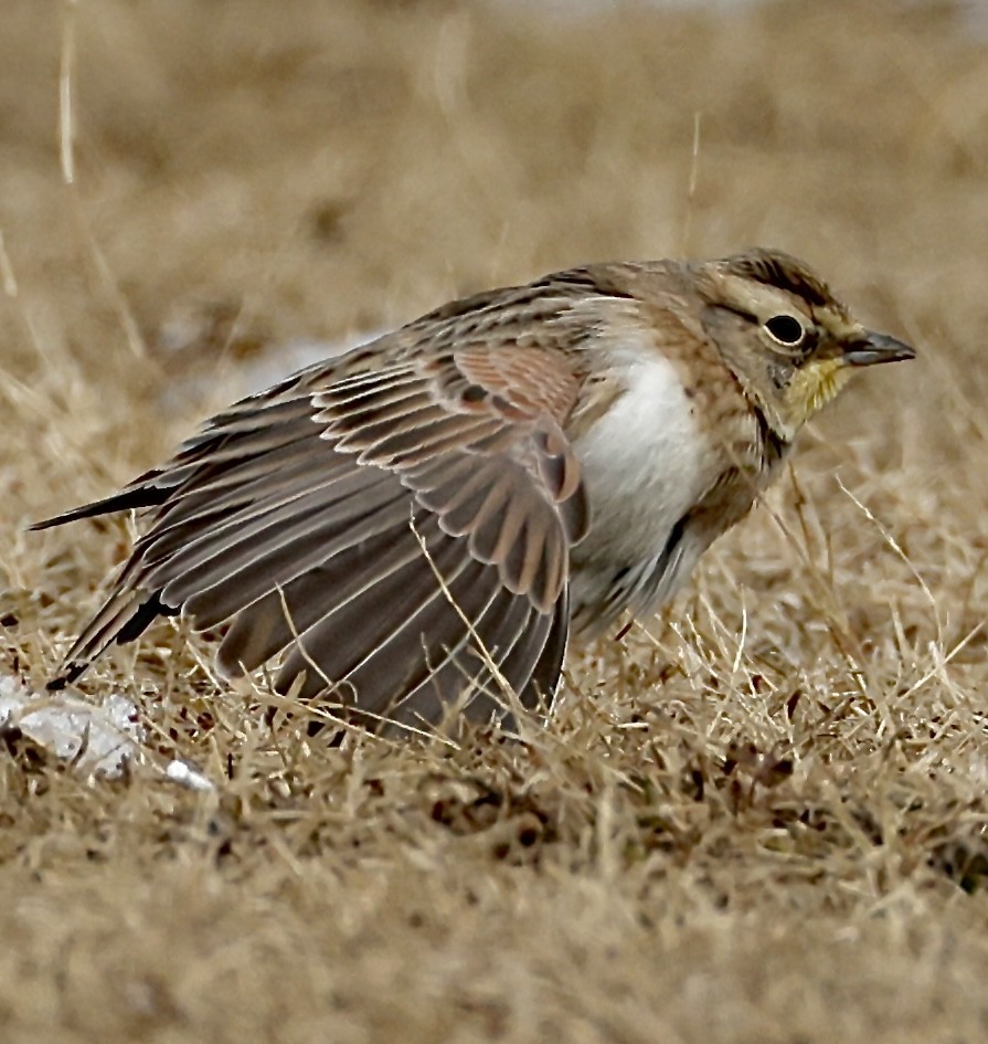 Ohrenlerche - ML647524339