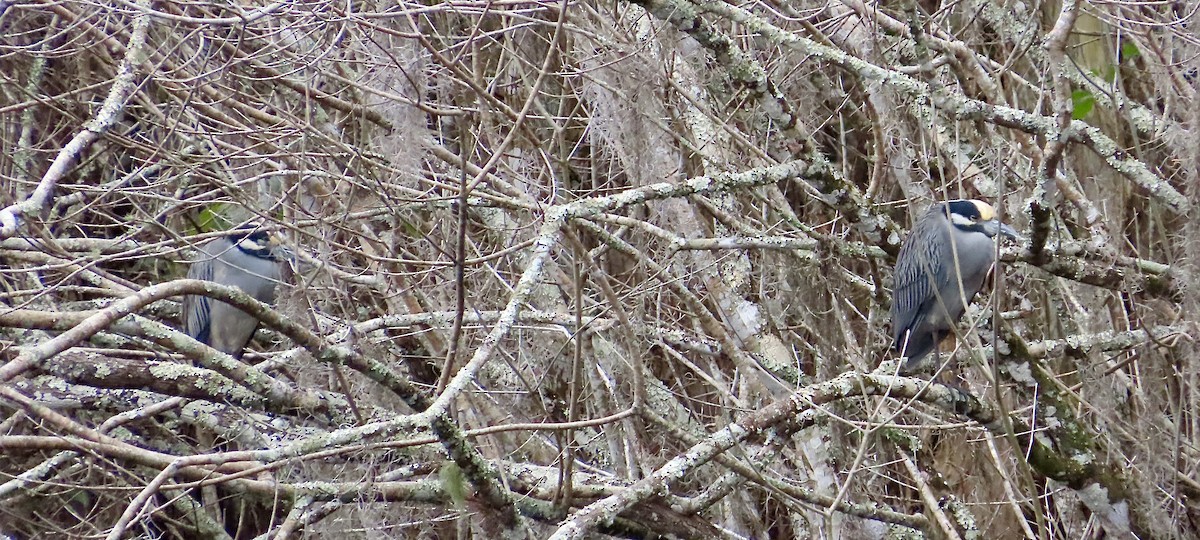 Krabbenreiher - ML647524341