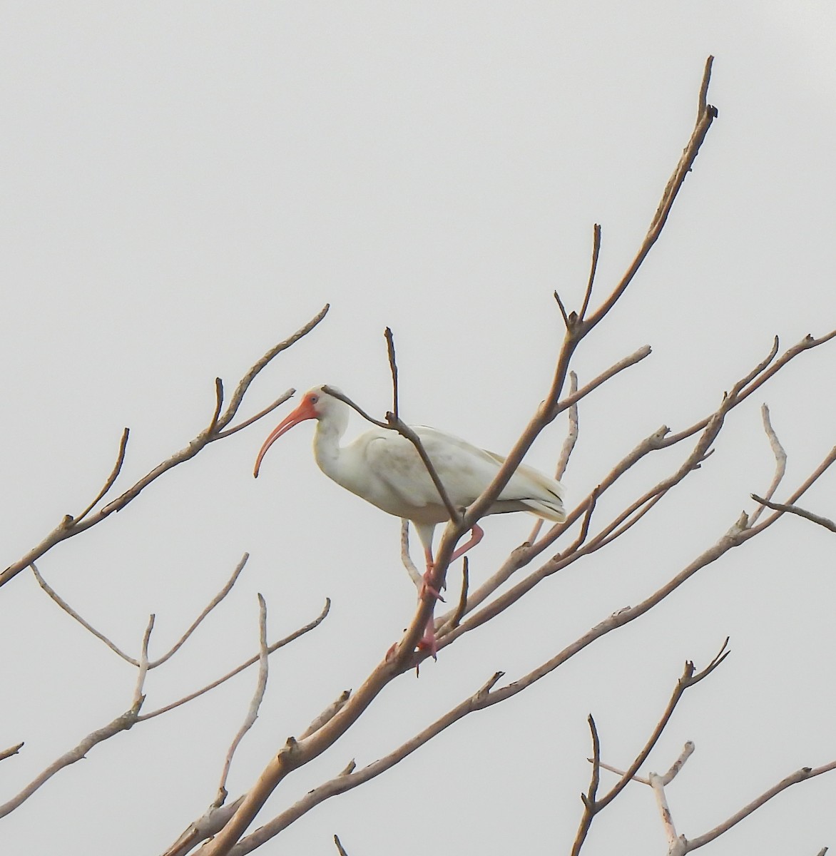 Schneesichler - ML647524343