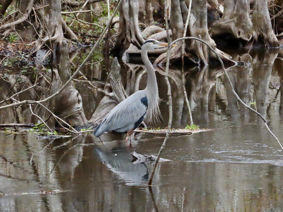 Kanadareiher - ML647524346