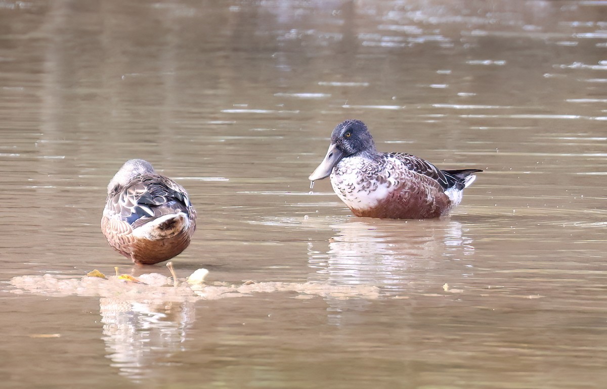 Löffelente - ML647524347