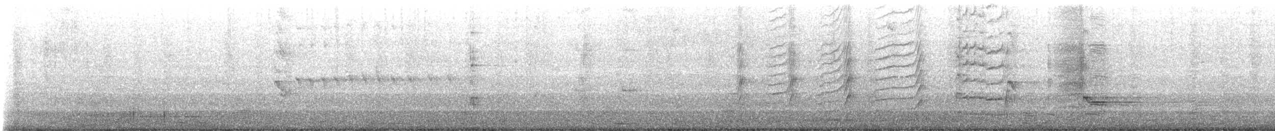 Großschwanzgrackel - ML647524349