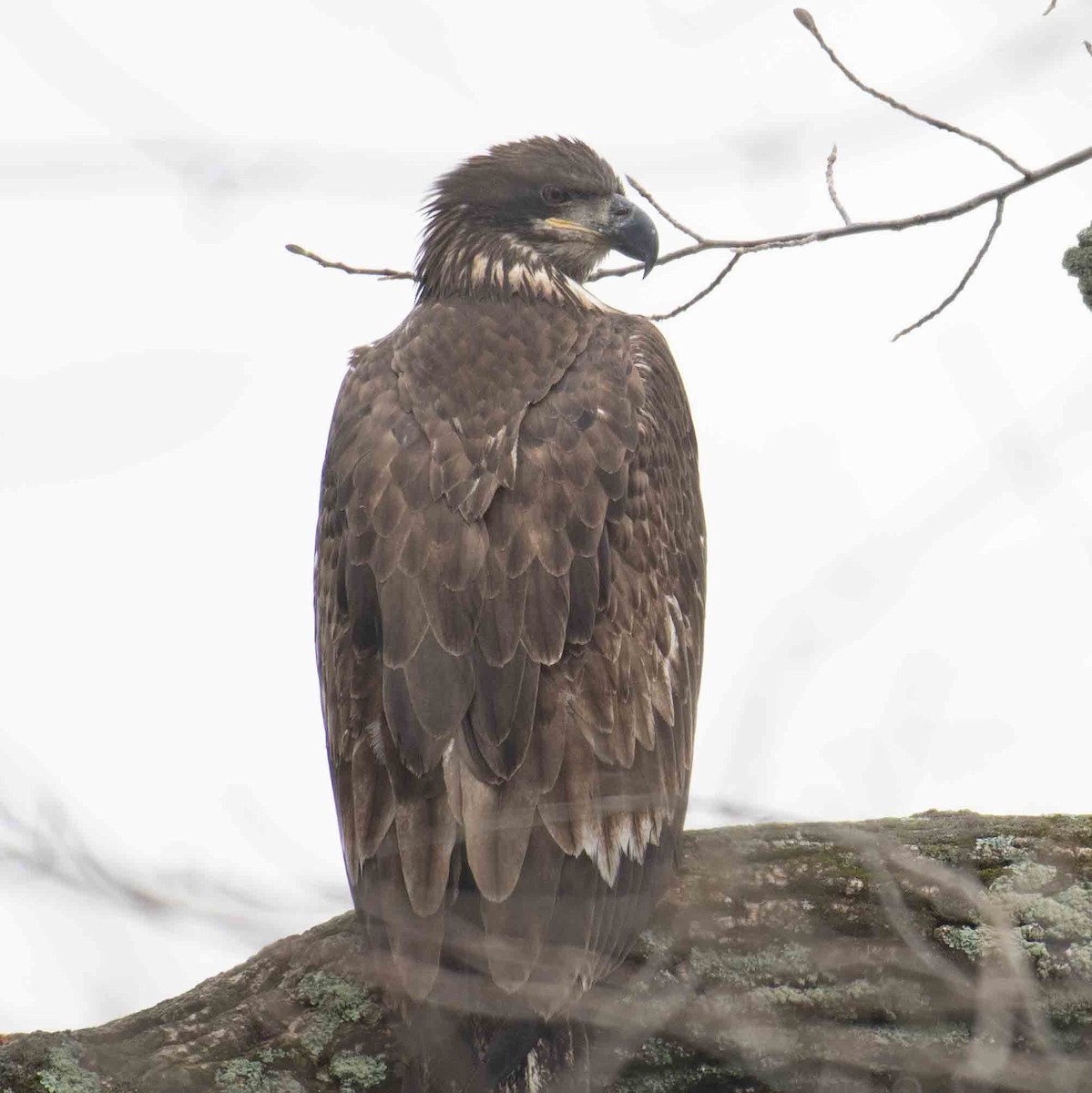 Bald Eagle - ML647524353