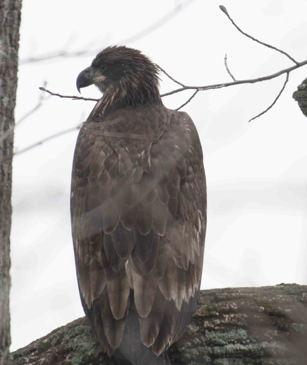 Bald Eagle - ML647524354