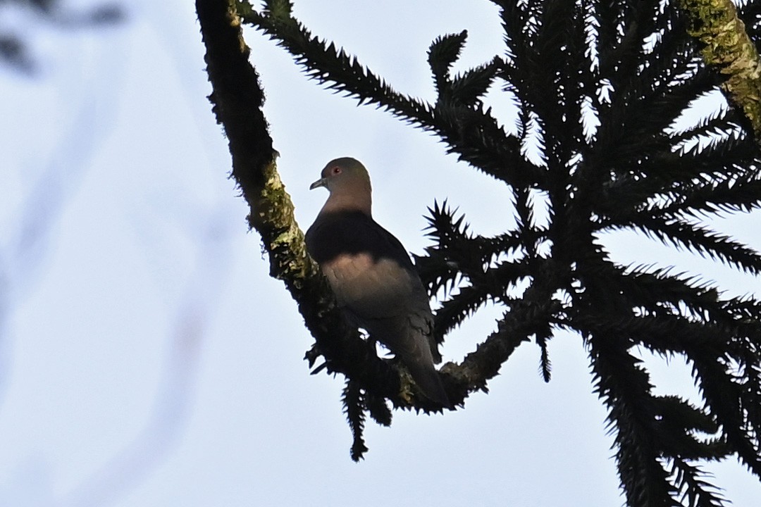 Pale-vented Pigeon - ML647524355