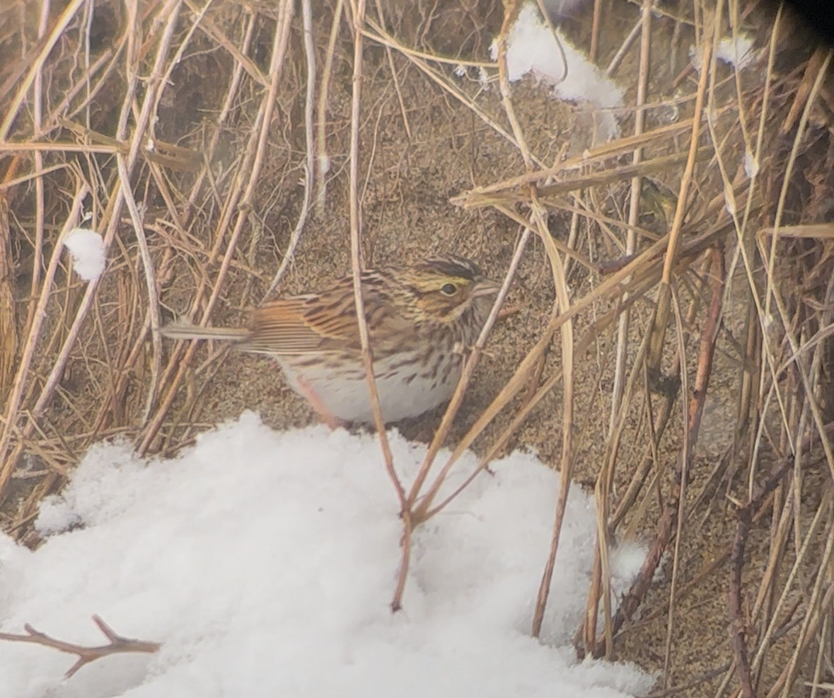 Savannah Sparrow - ML647524367