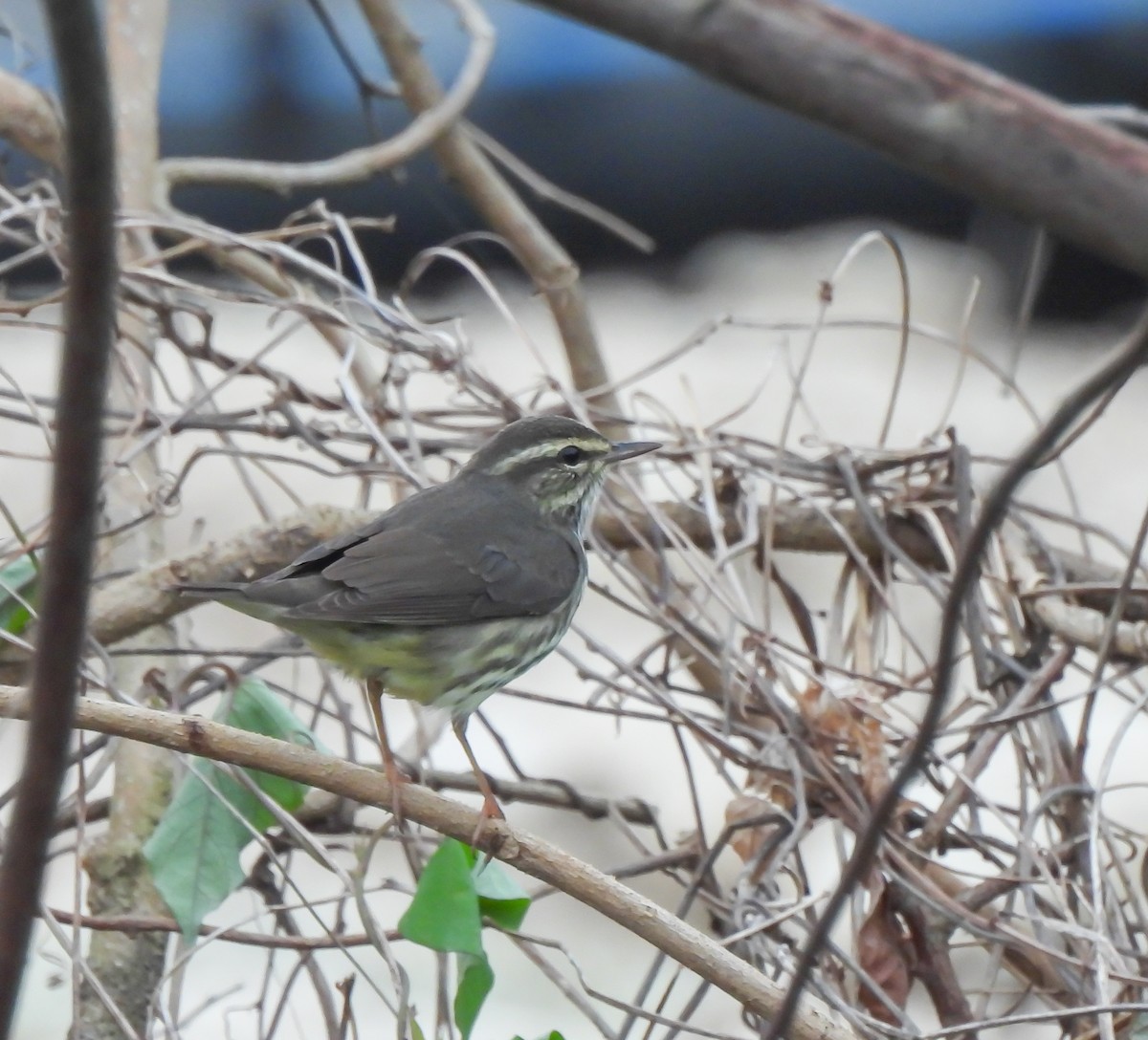 Northern Waterthrush - ML647524378