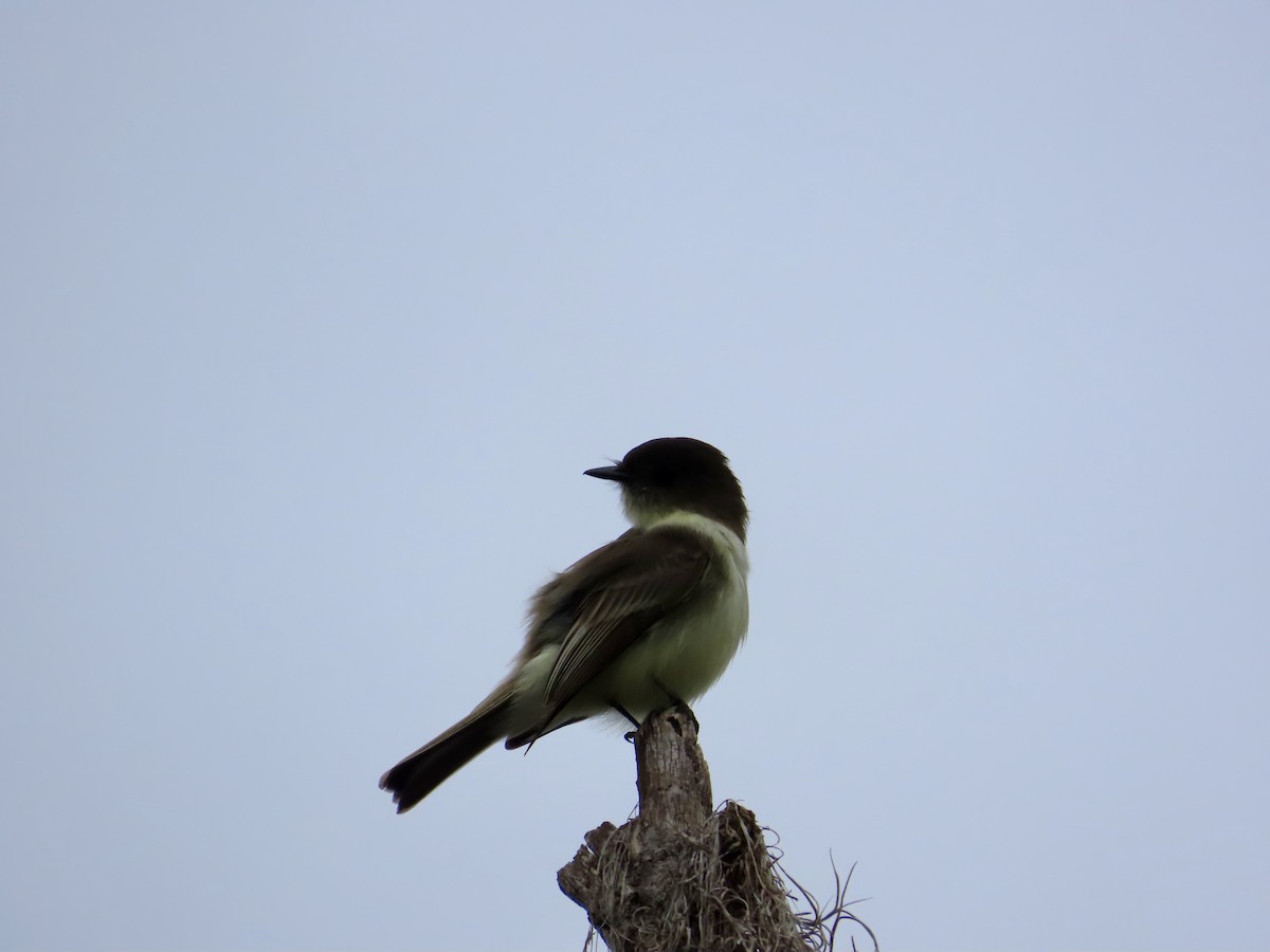 Eastern Phoebe - ML647524389