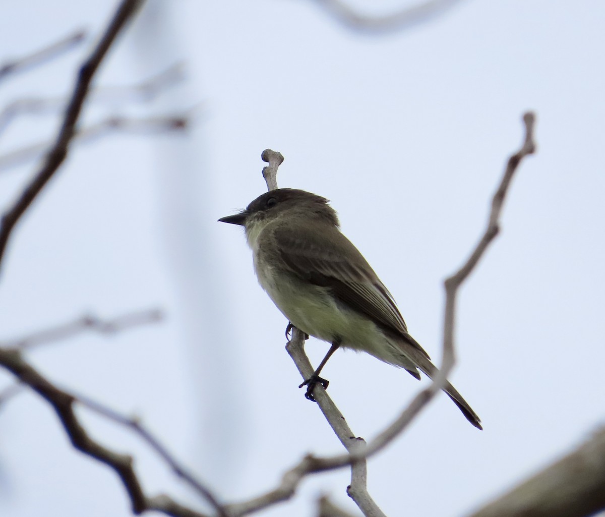 Eastern Phoebe - ML647524390