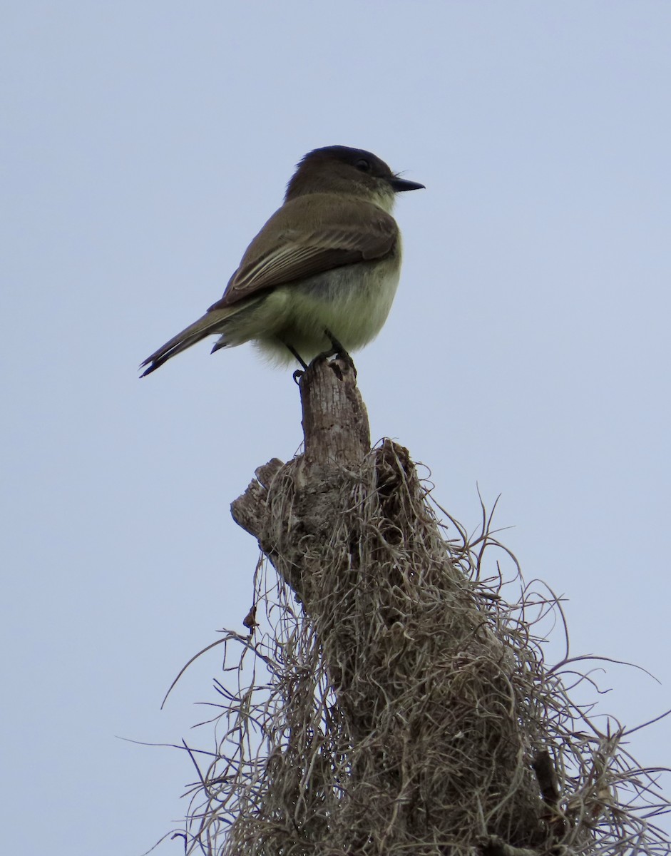 Eastern Phoebe - ML647524391