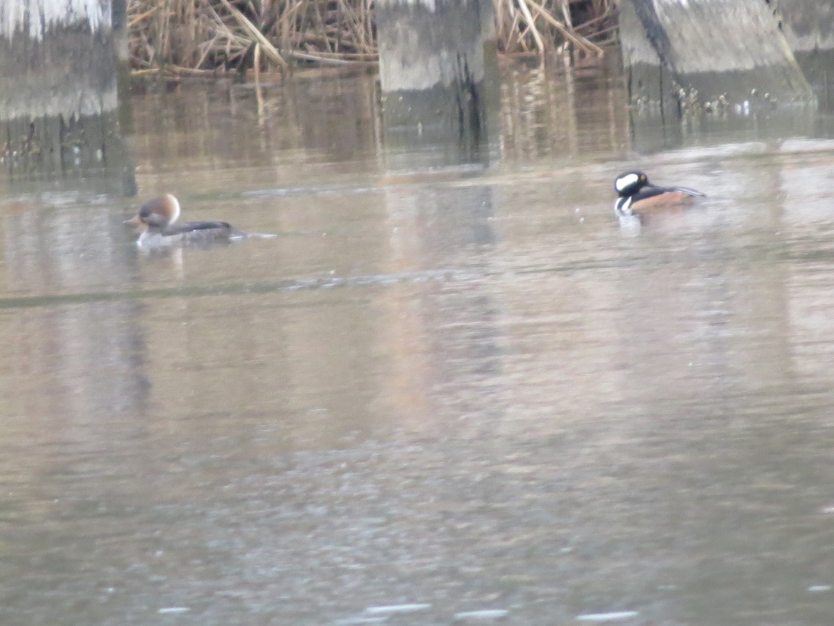 Hooded Merganser - ML647524394