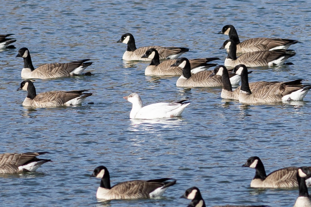 Ross's Goose - ML647524395