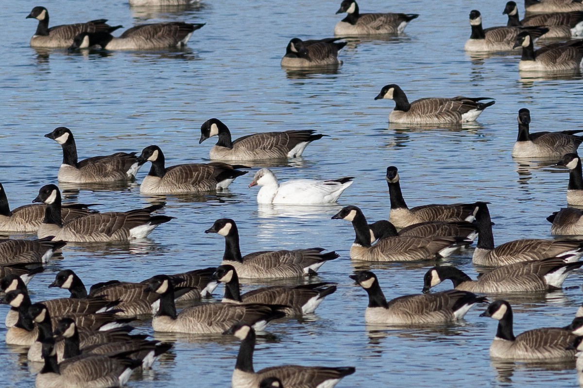 Ross's Goose - ML647524396