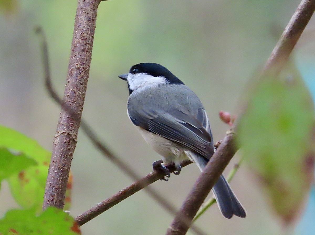 Carolina Chickadee - ML647524397