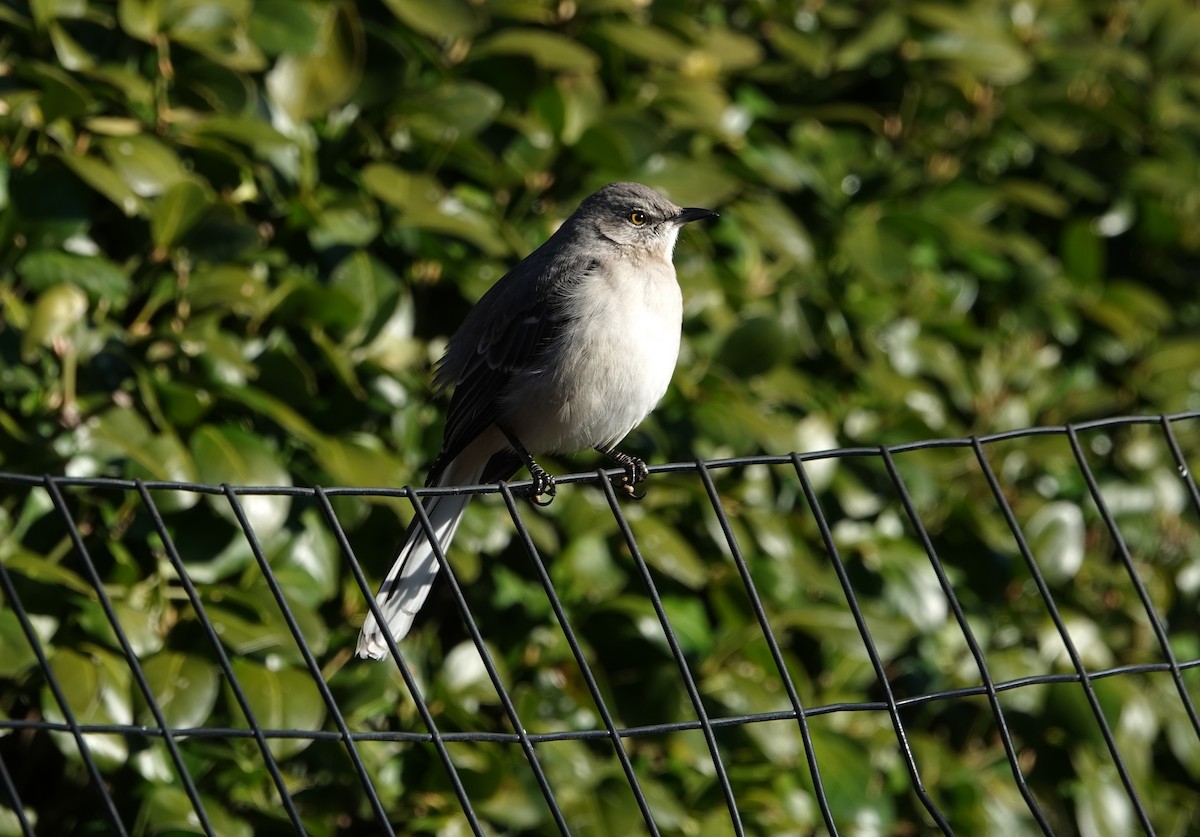 Northern Mockingbird - ML647524398