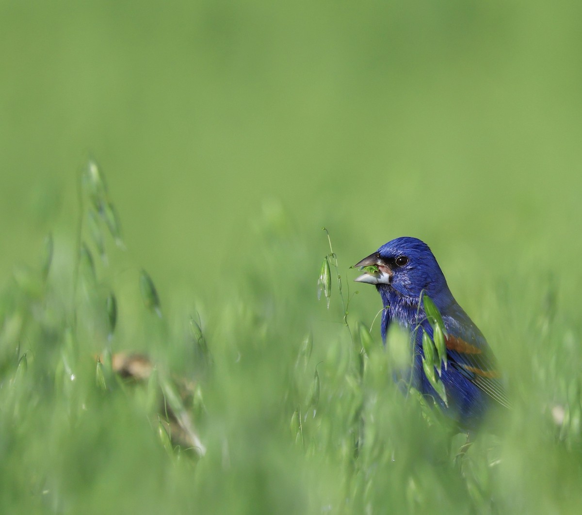 Blue Grosbeak - ML647524399