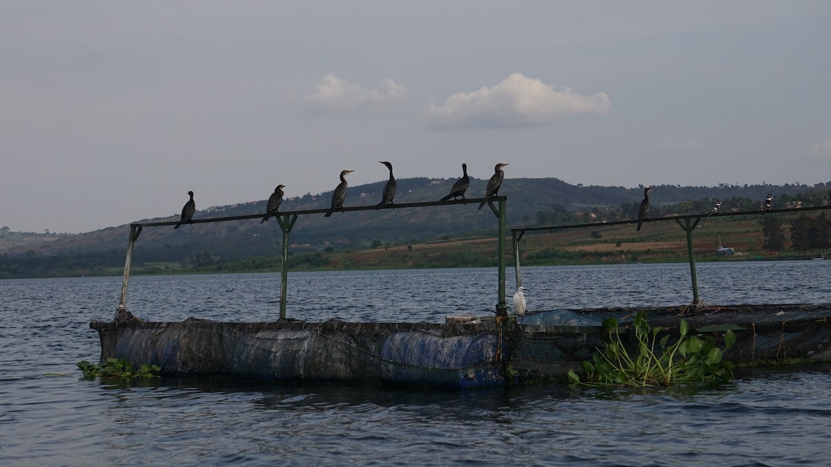 African Darter - ML647524400