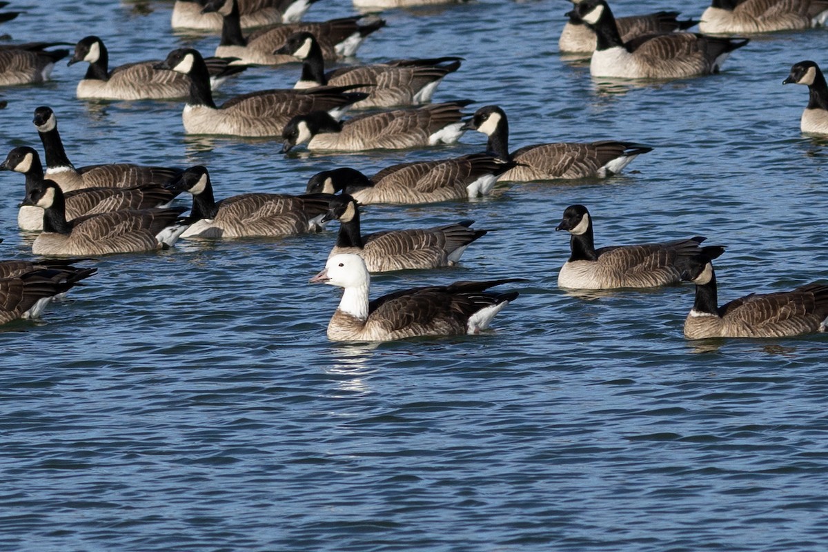 Snow/Ross's x Cackling/Canada Goose (hybrid) - ML647524402