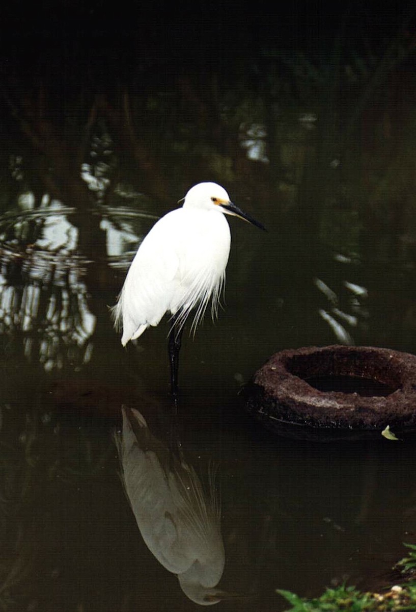 Little Egret - ML647524404