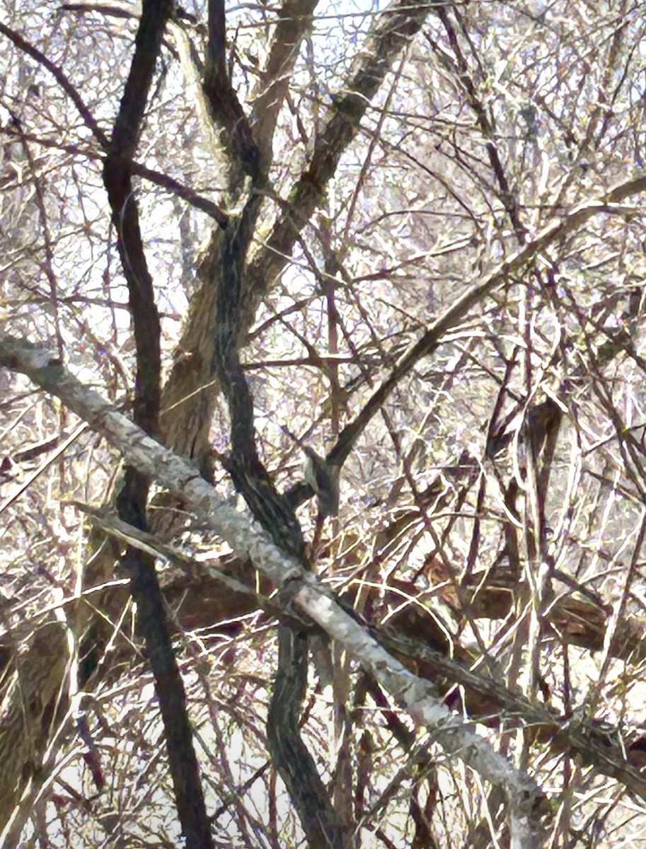 passerine sp. - ML647524418