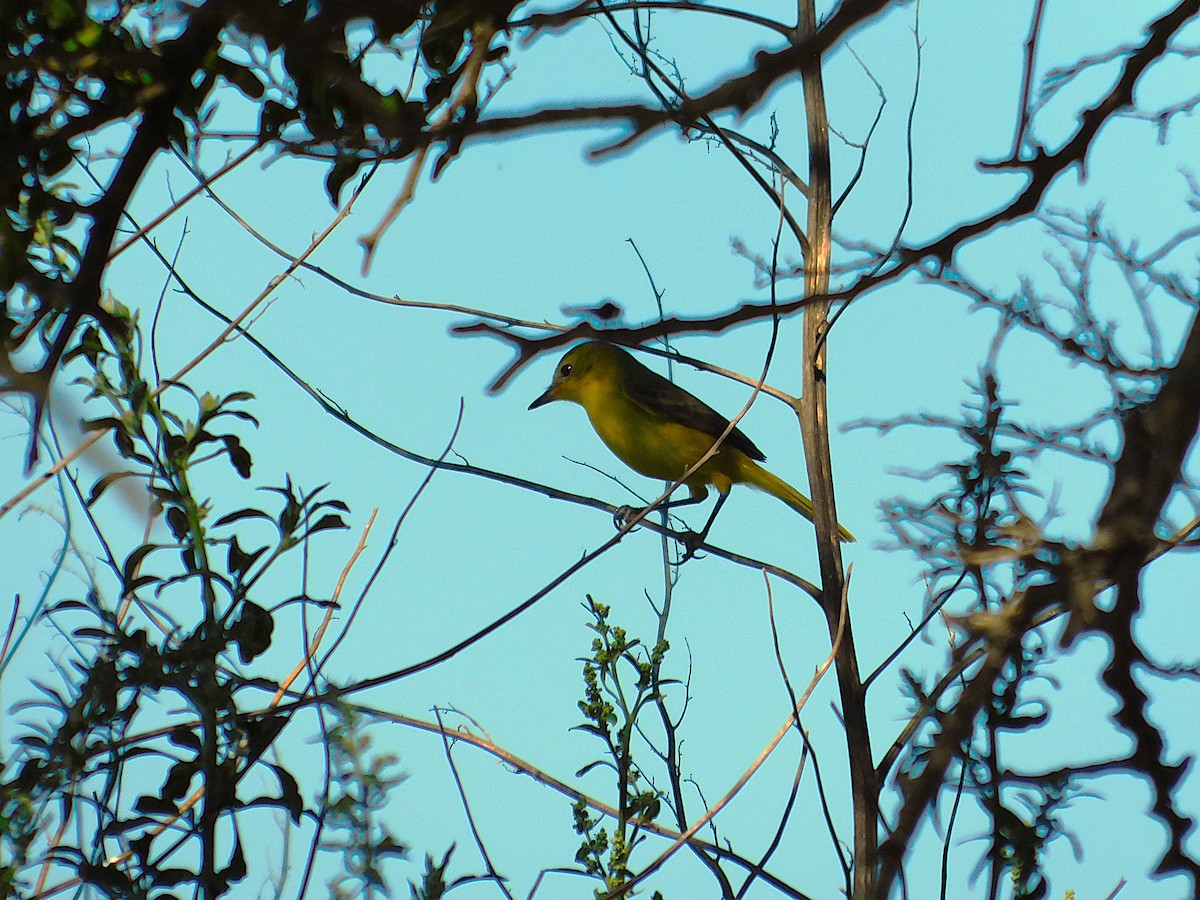 Subtropical Doradito - ML647524421