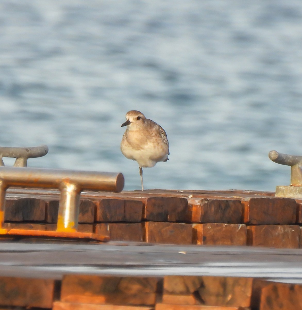 Black-bellied Plover - ML647524422