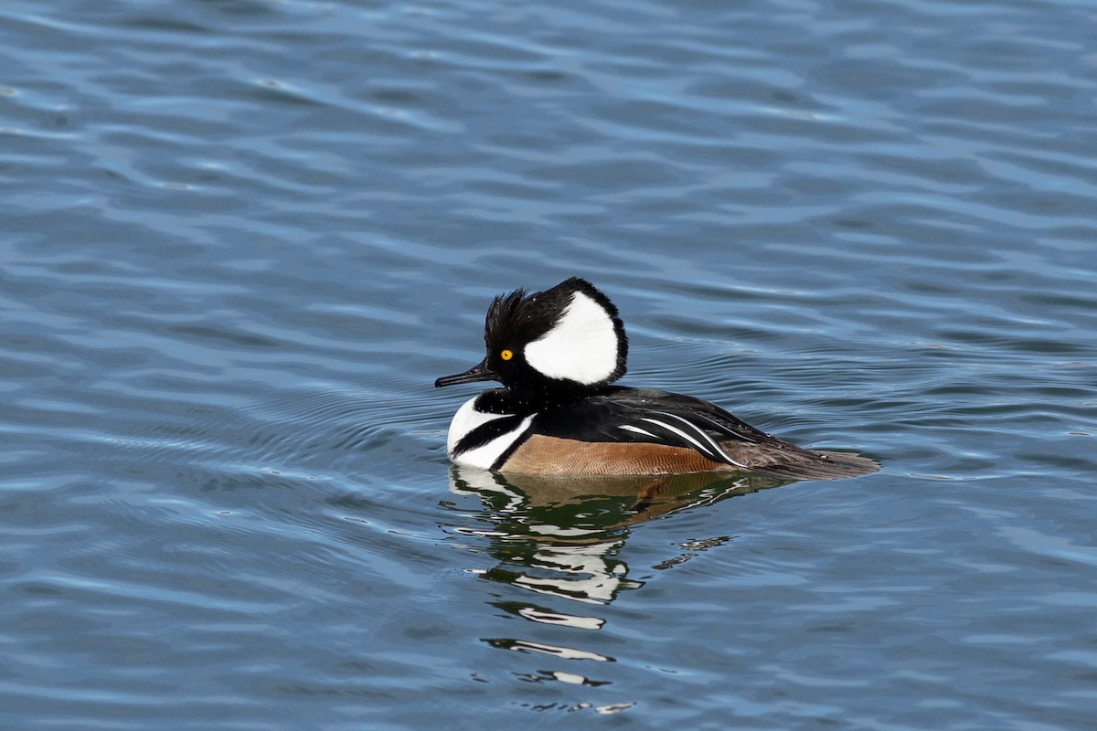Hooded Merganser - ML647524424