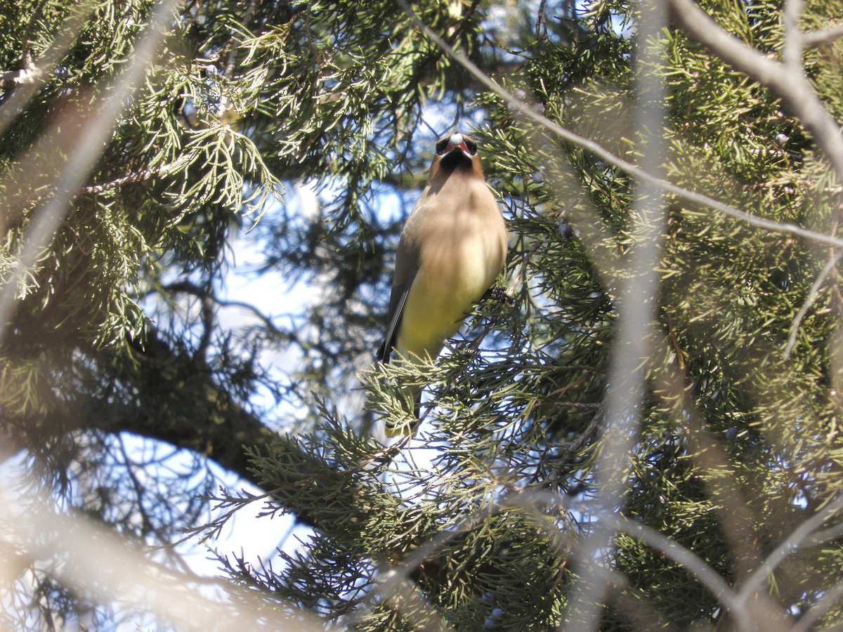 Cedar Waxwing - ML647524425