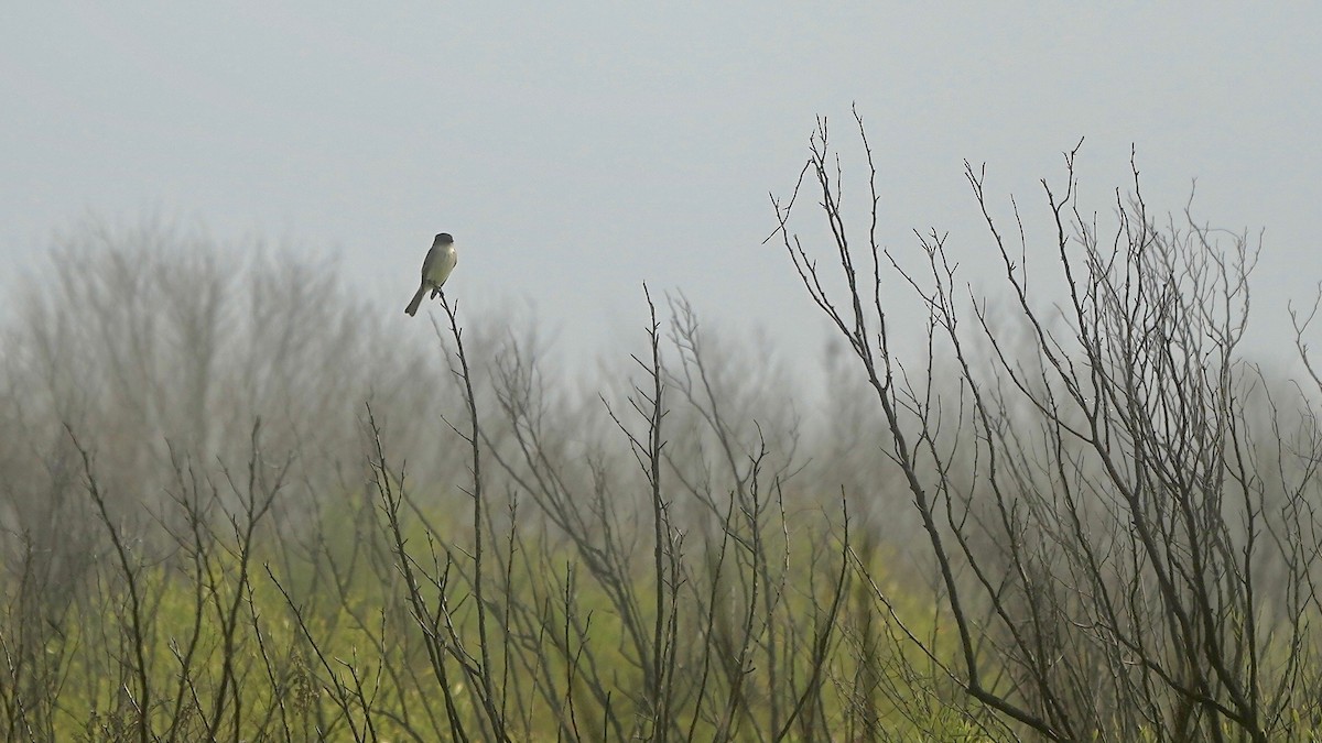 Eastern Phoebe - ML647524427
