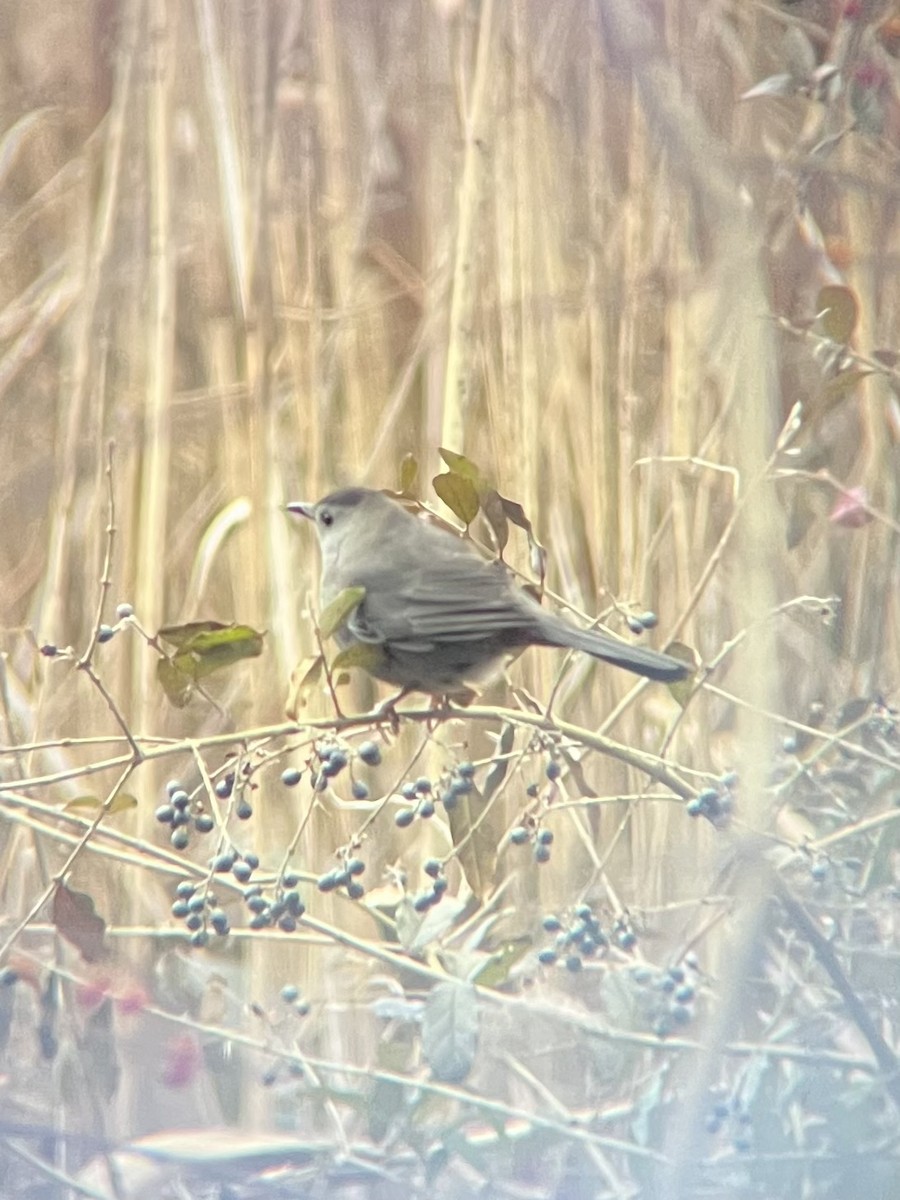 Gray Catbird - ML647524428