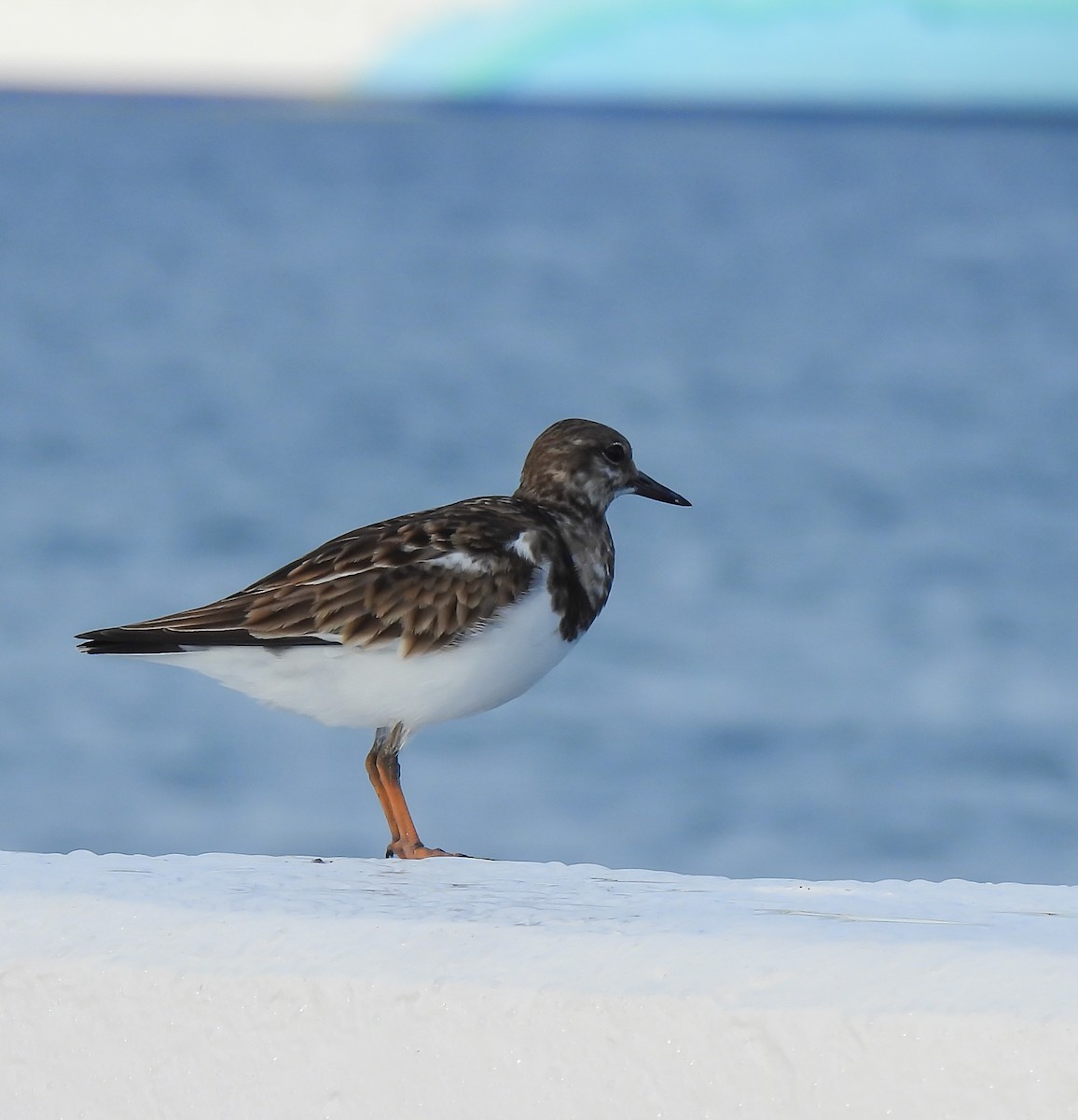 Ruddy Turnstone - ML647524429