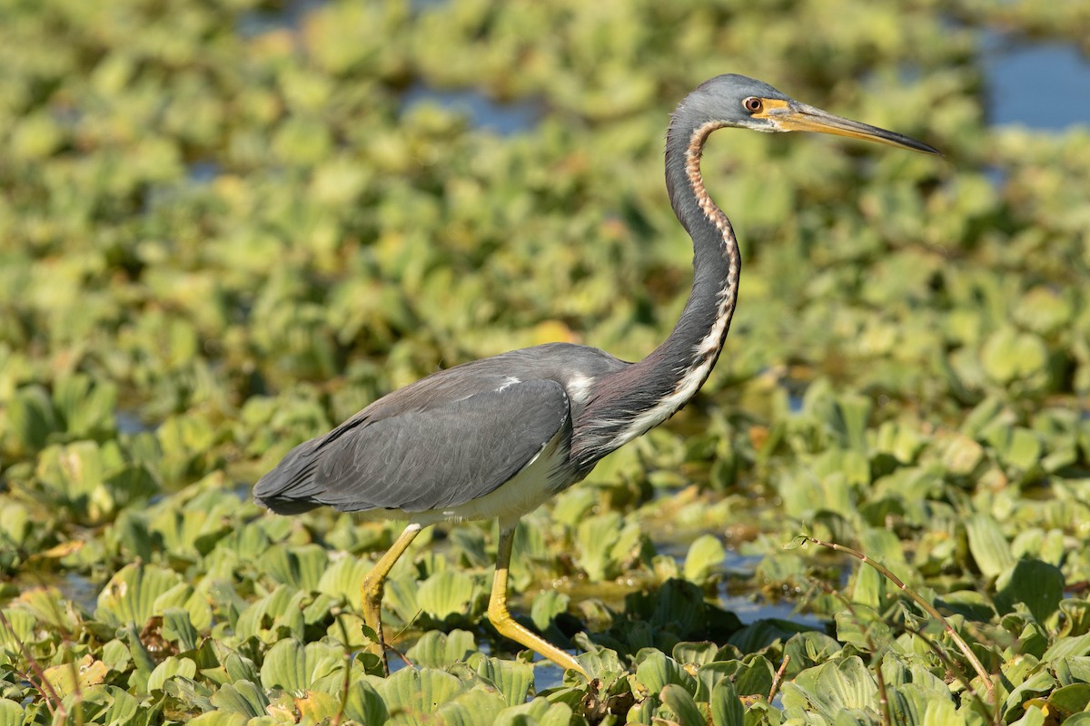 Tricolored Heron - ML647524430