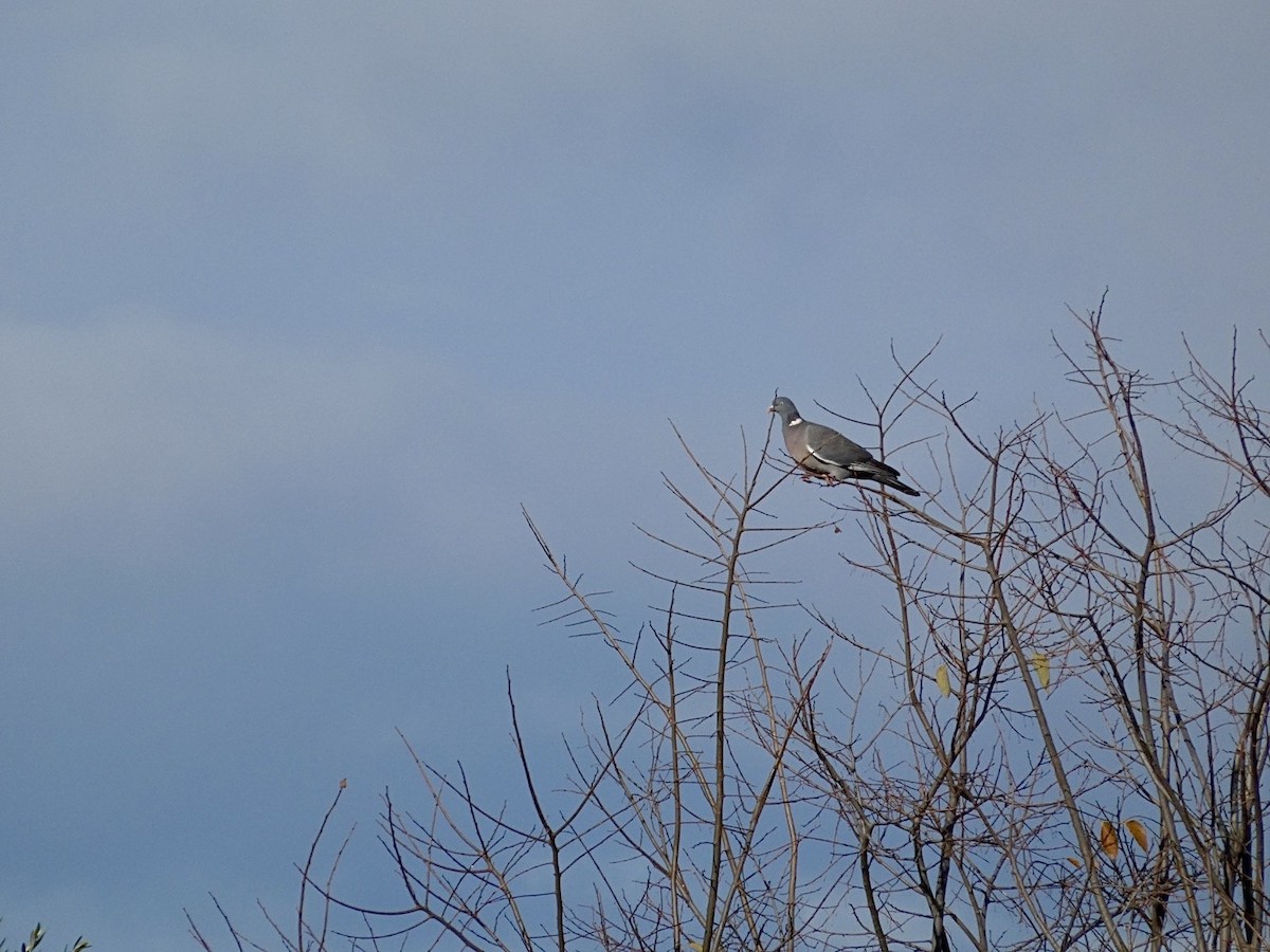 Common Wood-Pigeon - ML647524431