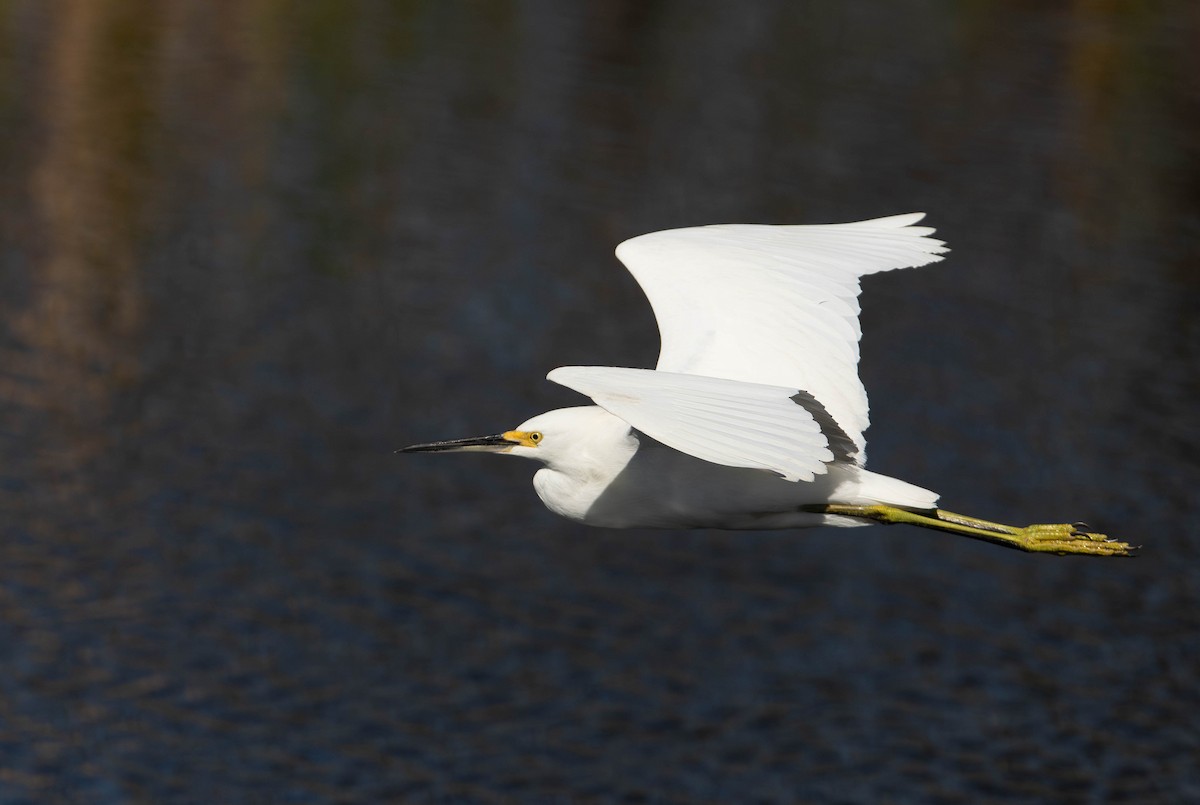 Snowy Egret - ML647524434