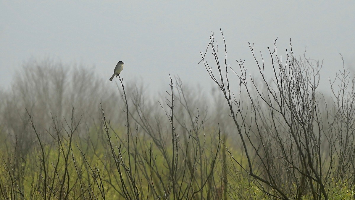 Eastern Phoebe - ML647524435